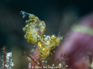 This is a photo of a pregnant (not so) hairy shrimp spott... by Glenn Ian Villanueva 
